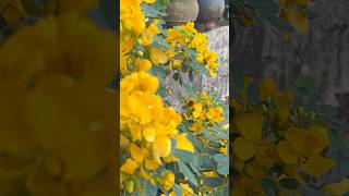 Senna flowering plant || Home Gardening | #flowers #youtubeshorts #gardening #shorts