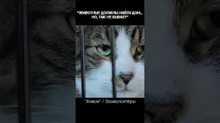 Про "котиков и зооприюты" #shorts #котики #смыслдок #волонтеры