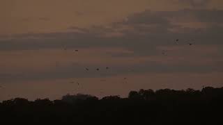 birds fly (2) #view #freestockvideos #freestockshotindonesia P1260014