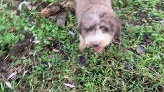 Labrador and lagotto truffle hunting