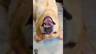 Meri setting karane ka kya loge tum 😝😂 #dog #funny #comedy #doglover #love #funnyvideo