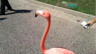 San Diego Sept12 - Flamingos