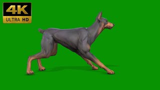 043 - Green Screen | Chroma Key | Animal 4K | Dog