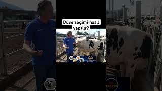 Düve seçimi nasıl yapılır nelere dikkat edilir?