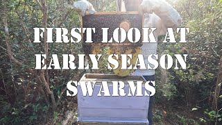 First Look at Early Season Swarms | #colesfarmnc #jacksonvillenc #beekeeping