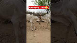 Two amazing cows are in Thar Desert 🏜️.