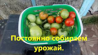 Прививка томатов на куст картофеля.  Inoculation of tomatoes on potatoes bush.