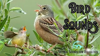 Relaxing Nature Bird Sounds: The Ultimate Stress Relief