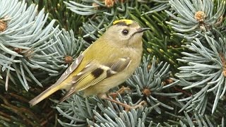 Goldcrest – Male Singing