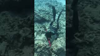 Underwater squid fishing #shorts #octopus #fishing