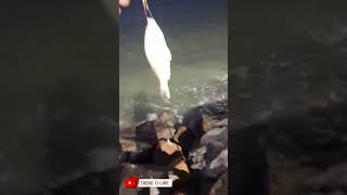 CORÓ E PAPA TERRA PEGOS JUNTOS #pescadores #pesca #pescador #pescaria #praia #short