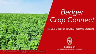 Badger Crop Connect Webinar Series 2024: Sep 11, 2024 Cover Crops Matt Ruark