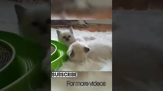 Funny playful kittens playing video | kitten playing with her sister | Cutest kittens video