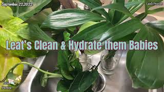 Care and Tips How to Rehydrate New House Plants || Mail Plants Cuttings || #mylittlejungle #plantita