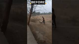 Dog Training Before | After 😍 #shorts #shortsyoutube  #germanshepherd #dogtraining  #viral