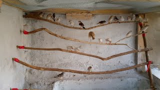 Making of Flying Cage for Zebra Finch's Chicks