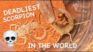 DEADLIEST SCORPION IN THE WORLD gets a New Home 💀 🦂