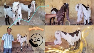 HYDERABADI GOATS🐐TOP QUALITY AVAILABLE👉 PHOL BAAGH