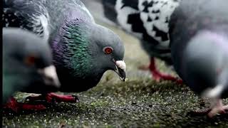 Pigeon birds 4k video  #birds #pigeon #animals #chidiya #kbutar #cutebirds #4k #animal #pakshi