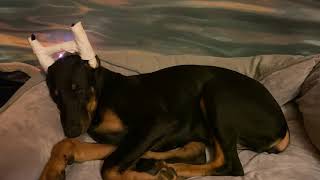 4 Hours of rain with doberman to help you sleep