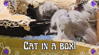 You Won't Believe How Cute Cat Macavity Squeezed into a Cardboard Box!