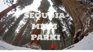 Sekoya Milli Parki (Sequoia National Park) Vlog EP:1