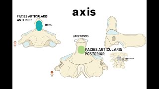 vertebra cervicales