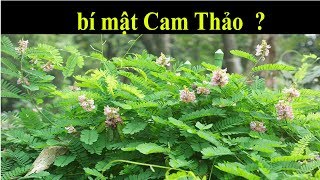 Bí Mật Cam thảo - Có nên sử dụng hàng ngày?