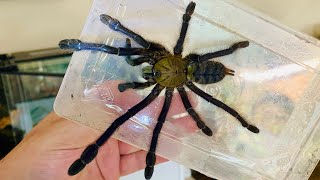 Singapore Blue Tarantula - Escape and Rehouse!