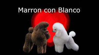 Cruza de colores en caniche Marron con Blanco