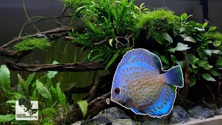 Finally bought my First Discus Fish fo Planted Aquarium | Lowtech | 七彩神仙鱼