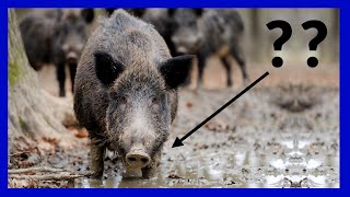 Describing Pictures in English | Wild Boar in the Mud