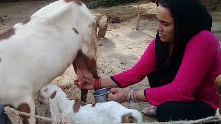 Goat Milking by village girl lol VillagegirlLife ll Pak villages