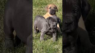 2 beautiful puppies produced by Authentic Boerboels #boerboel #boerboelpuppy #breed #dog #puppy