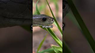 facts about dengoures black mamba #facts #snake #shorts