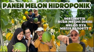 PANEN BUAH MELON SULTAN😋 #wisatapetikbuah #buahfresh #fyp #viralvideo