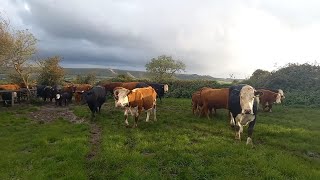 Moving Cows to a New Field / Herd of Cows Running / Cows knock Phone Off Post #cattlefarm #farming