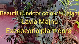 Exceocaria plant (Layla Majnu plant) care. Beautiful indoor colourful plant.