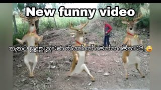 තැනට සුදුසු නුවණ 😹💔 Must watch Very spacial New funny comedy videos amazing funny video 2022🤪