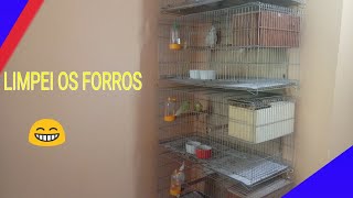 LIMPEI TODOS OS FORROS DAS CALOPSITAS *MUITO FÁCIL RAPIDO*