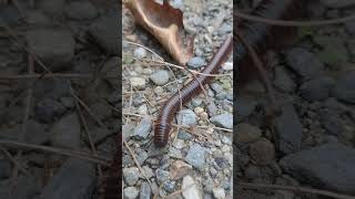 Millipede.  (not insects) more of a crustation.