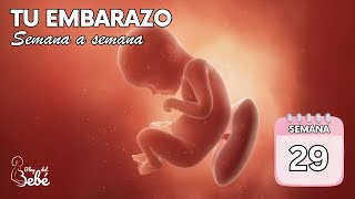 ❤️ Semana 29 de embarazo 🤰 Síntomas, consejos y desarrollo del bebé | El embarazo semana a semana