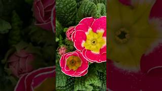 Beautiful flower blooming time lapse #subhanallah #blooming #flowers #shorts #ytshorts