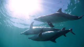 Swimming with Wild Dolphins, Rockingham WA