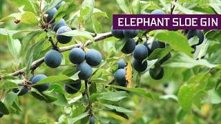 Elephant Sloe Gin 2020