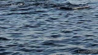 Dolphins following the shrimp boat off of St. Augustine.