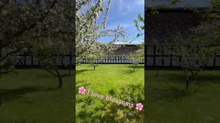 🌸🌸🌸 Blossoms at Frilandsmuseet #copenhagen  #blossom