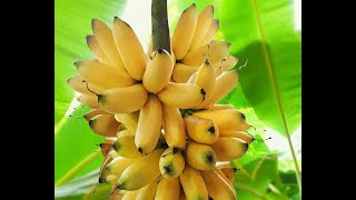 Medicinal values of banana tree