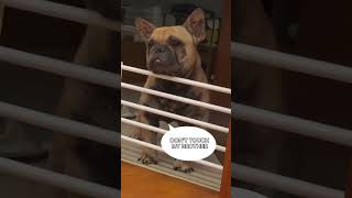 someone’s mad #frenchbulldog #care #love #cute #barking #fyp #shorts