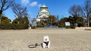 【大阪散歩】大阪城のキヨラニアン【冬の陣】